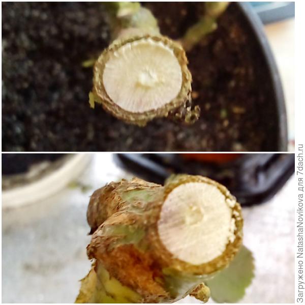 срезы вроде суховаты