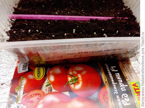 первые петельки томата "ред принц f1" 27 марта