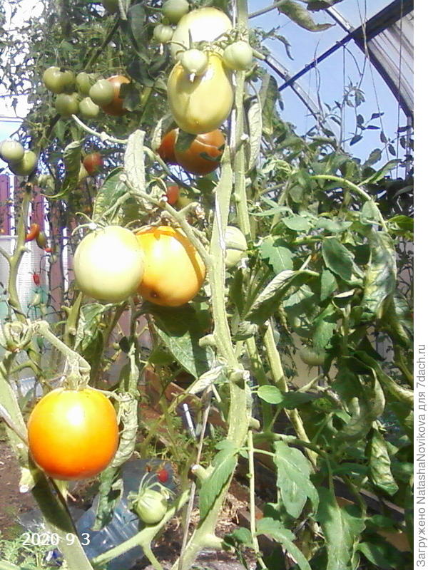 справа в углу видно кусочек грязной форточки