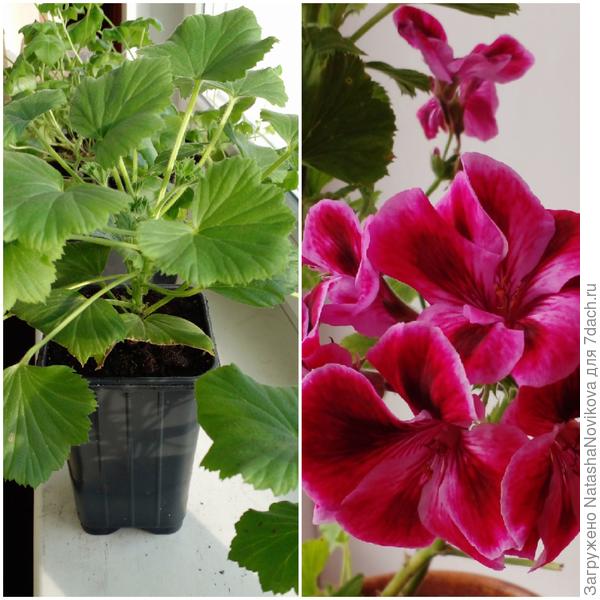 эта теперь то же бутоны набрала