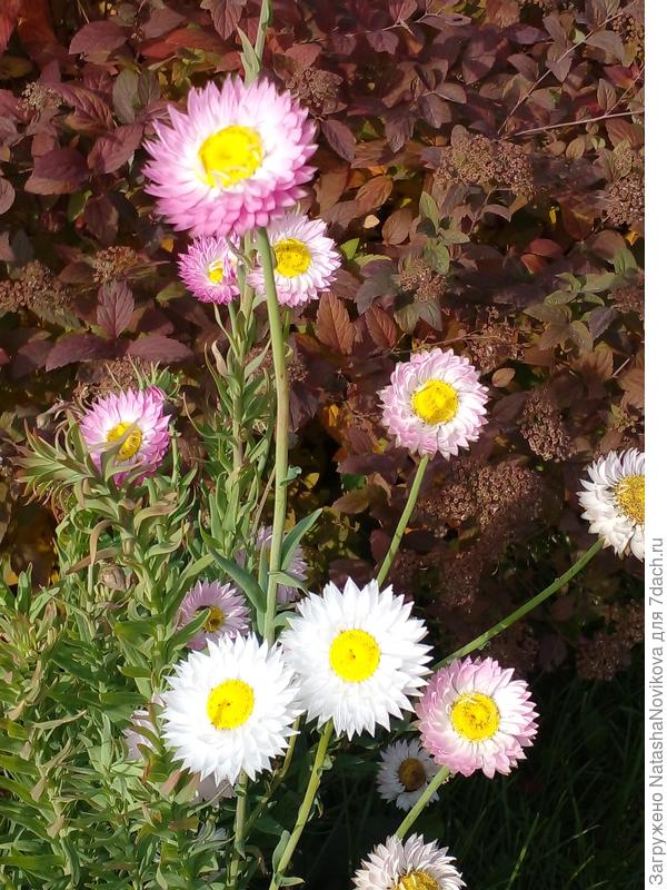 это же гелихризум?