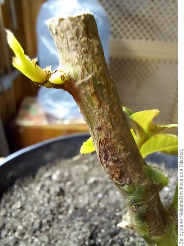 на обрезанном стволике появляются почки