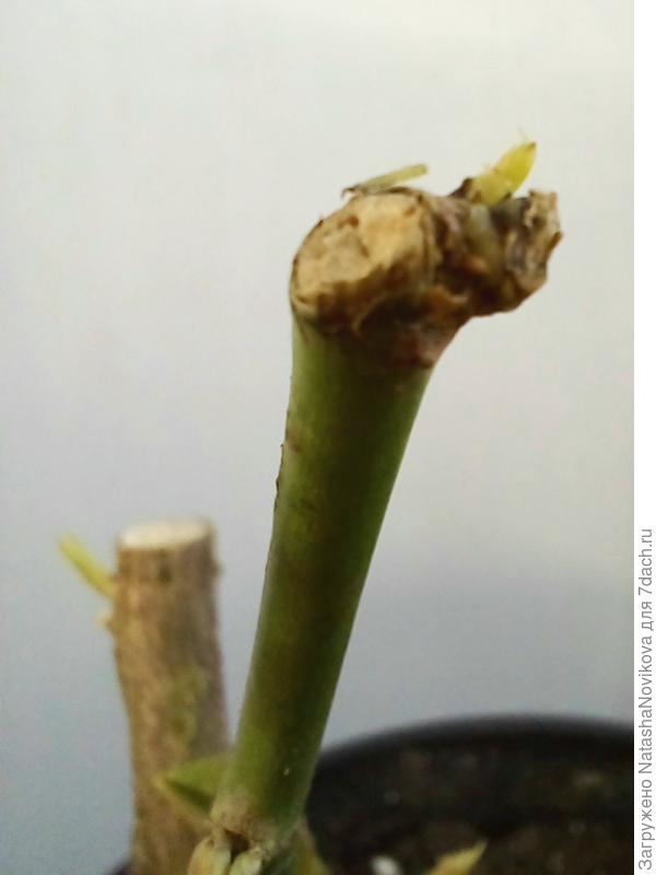 на молодом обрезанном стволике почки набухают