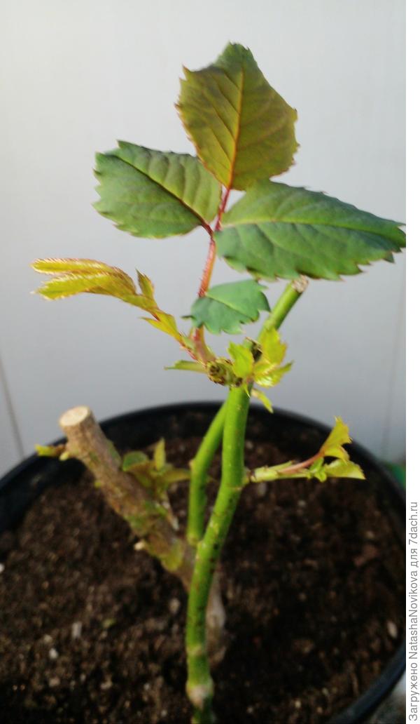 на этих тонких стволиках я не знаю как снять воск