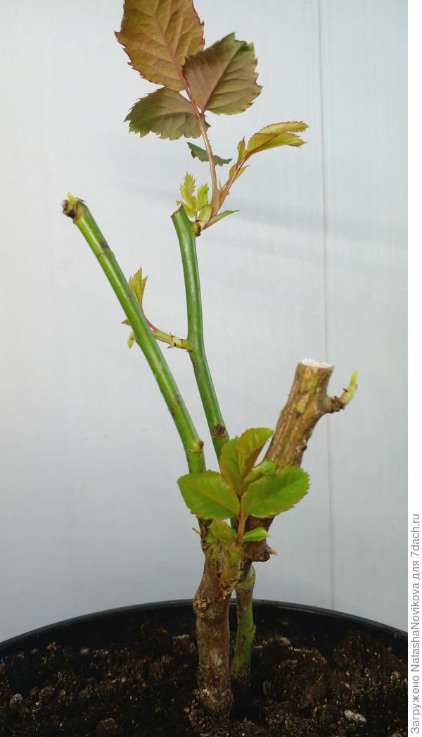 с нижней стороны листики опять начинают краснеть