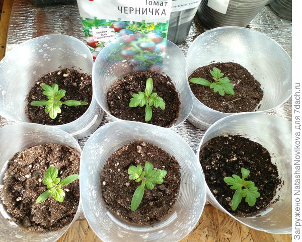 из семи сеянцев осталось пока шесть, один сеянец выпросила подруга, я отдала с условием, что она мне будет пересылать фото "чернички"