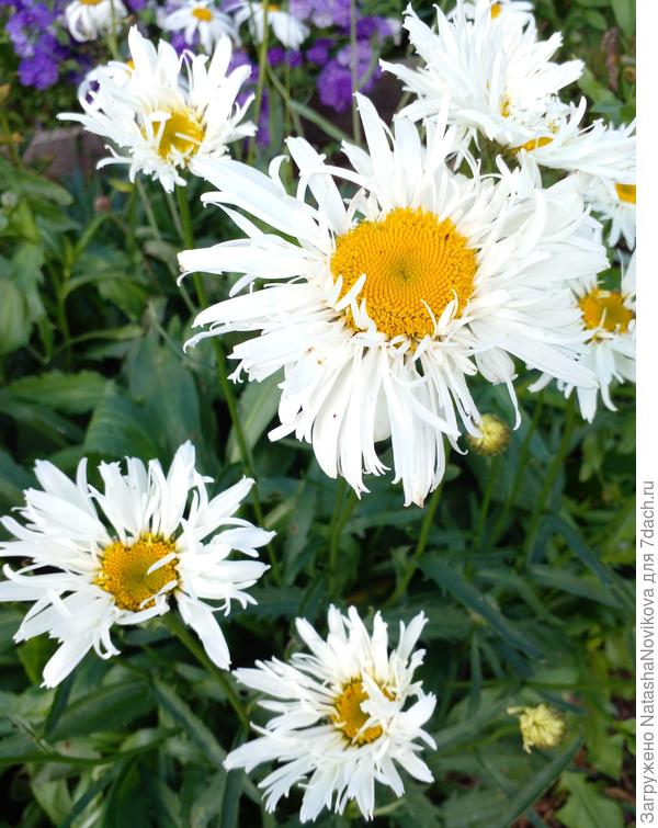 а ромашка &quot;дейзи крейзи&quot; не получилась махровой, посмотрю какой нынче будет.