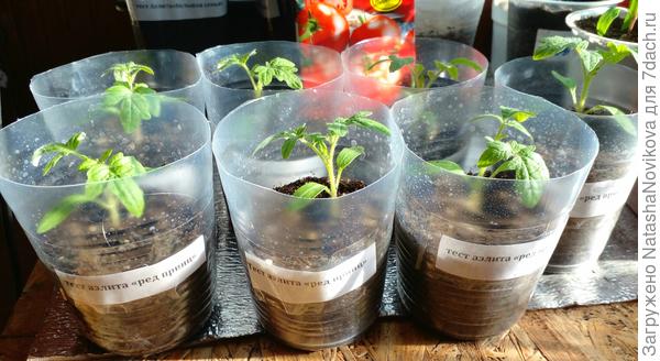 полив рассады провожу тёплой водой по мере подсыхания почвы. Температура содержания рассады: днём +23°/+25° ночью - +21°/+23°