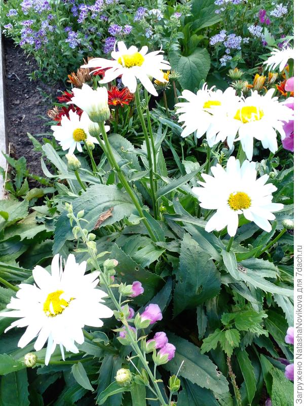 это новая французская ромашка, зацвела в год посева