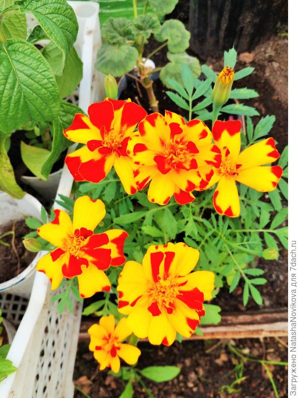 перед высадкой в ОГ