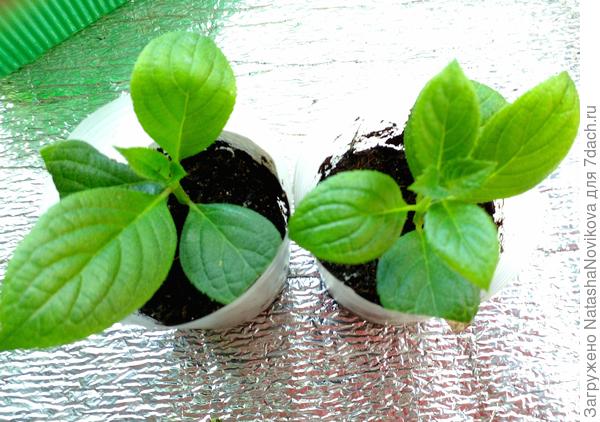 27 дней прошло от посадки почек, укрытие сняла, живут или на солнышке, или под лампами:)