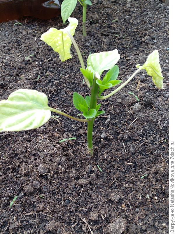 вот фото обчекрыженного перчика &quot;черный бриллиант&quot;