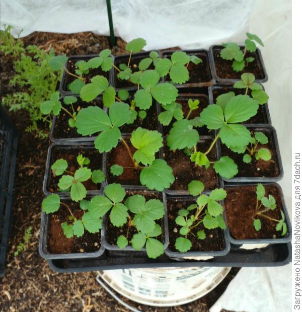 земляничка то же не замёрзла