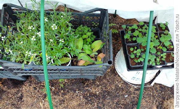 алиссум со страха зацвёл:)