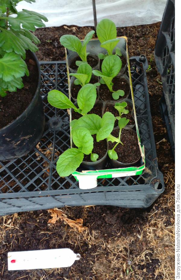 пекинку на этих днях высажу в теплице