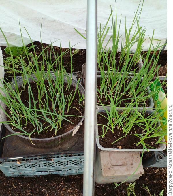 луки ночевали в теплице