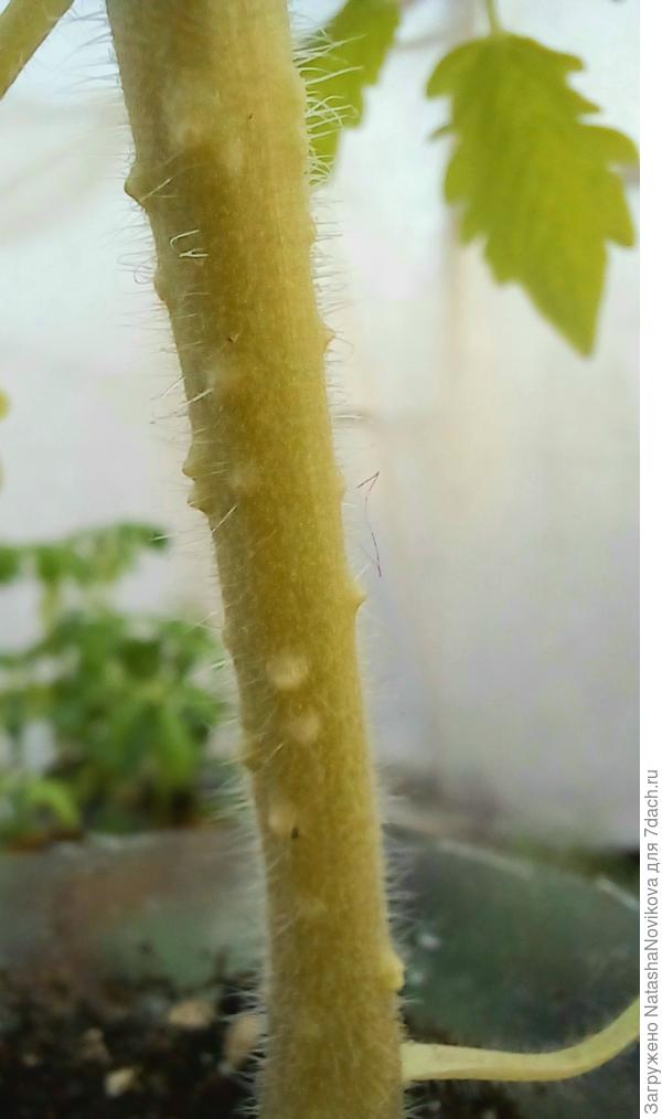 днём поставлю вентилятор и буду проветривать.