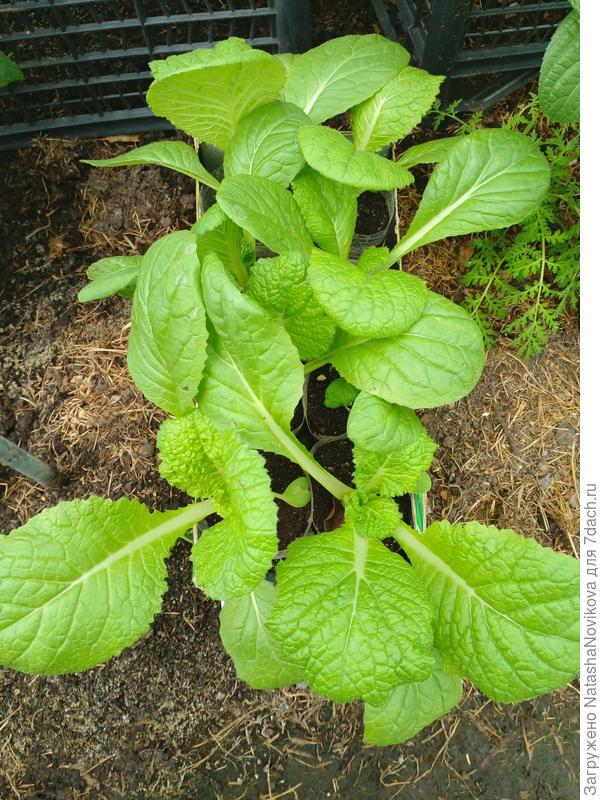 пекинку завтра в теплицу пересажу