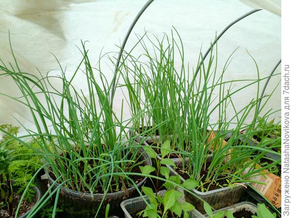 валятся луки, а стричь смысла уже нет, через 3/4 дня пересадка