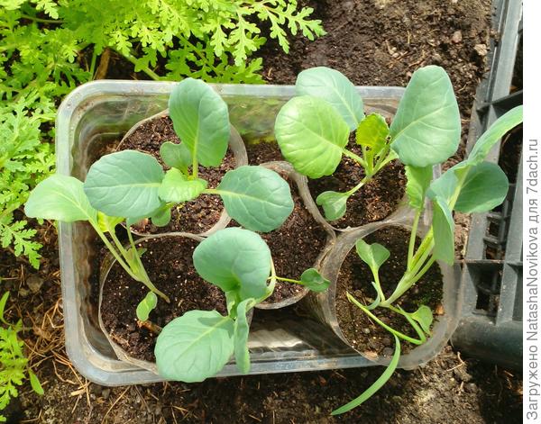 брюссельская то же перерастает