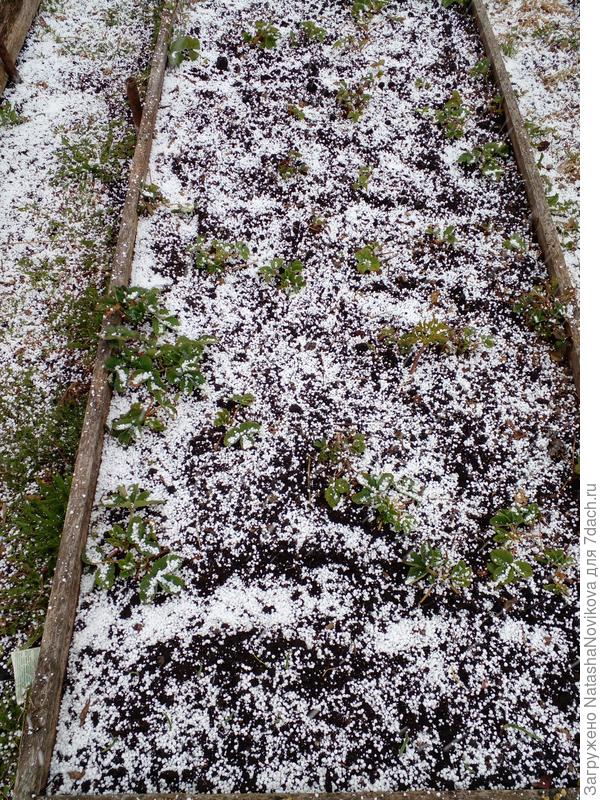 засыпает снежном, засыпает...:( оставшуюся после заморозков землянику засыпает снежком :(