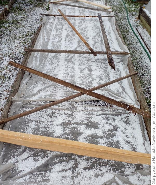 грядка с посеянной морковкой :(