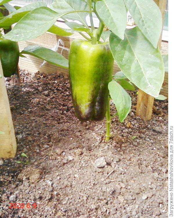 половину сезона из коронного цветка перчик рос в гордом одиночестве