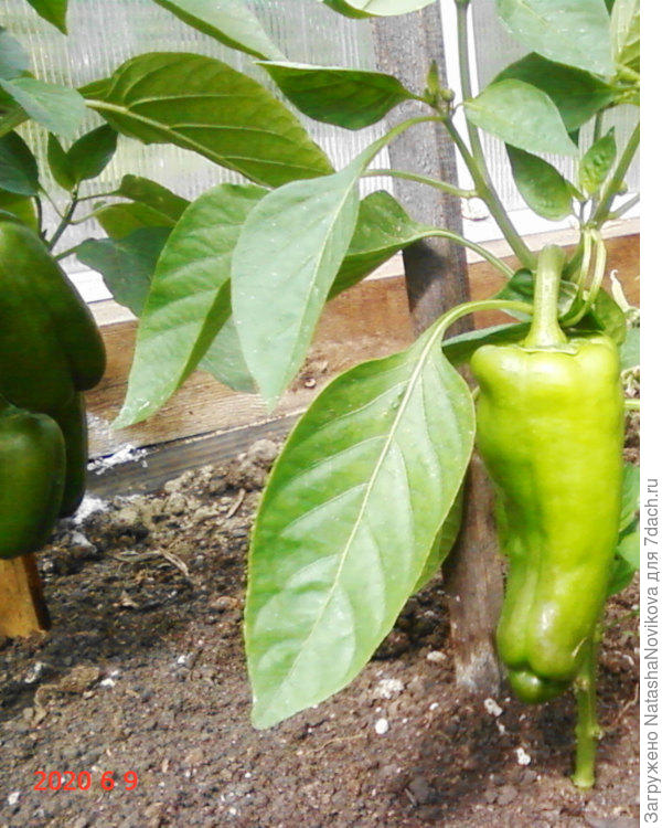 и этот то же