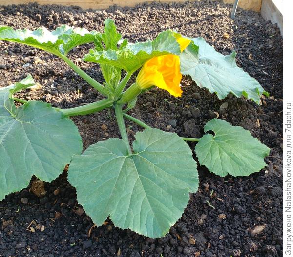 кабачок чок, чок :)