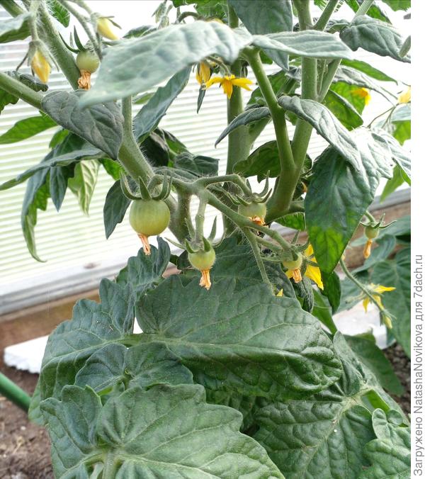 томатные ягодки:)