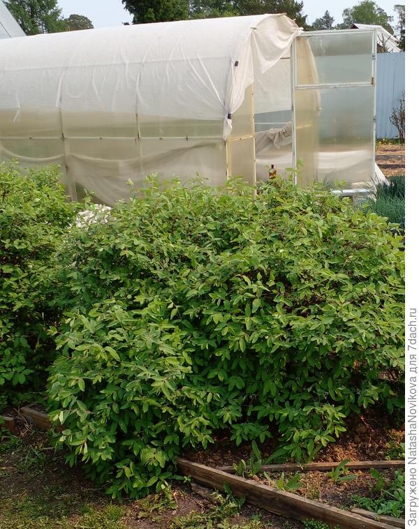 я старым укрывным притеняю, хоть не много сбавляю t в теплицах, там сейчас +37°