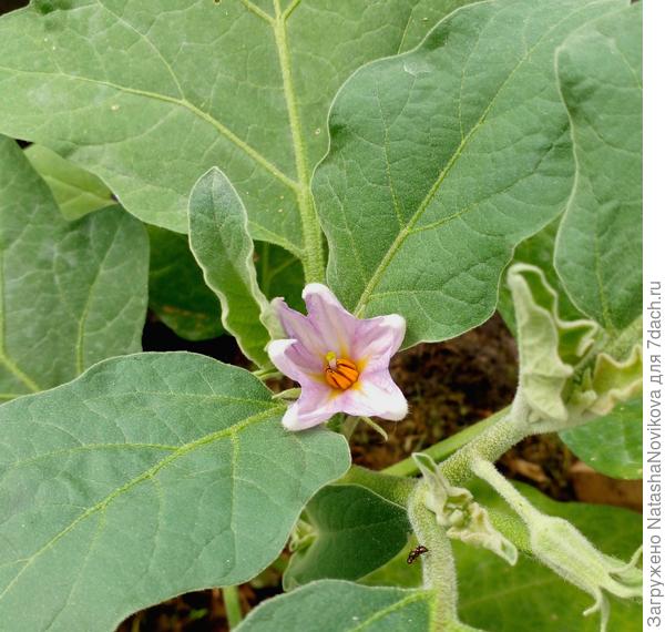 баклажаны начали цвести, вообЧем всё хорошо, побежала работать:)