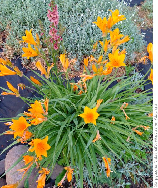 ещё и коровяк присоседился к ним