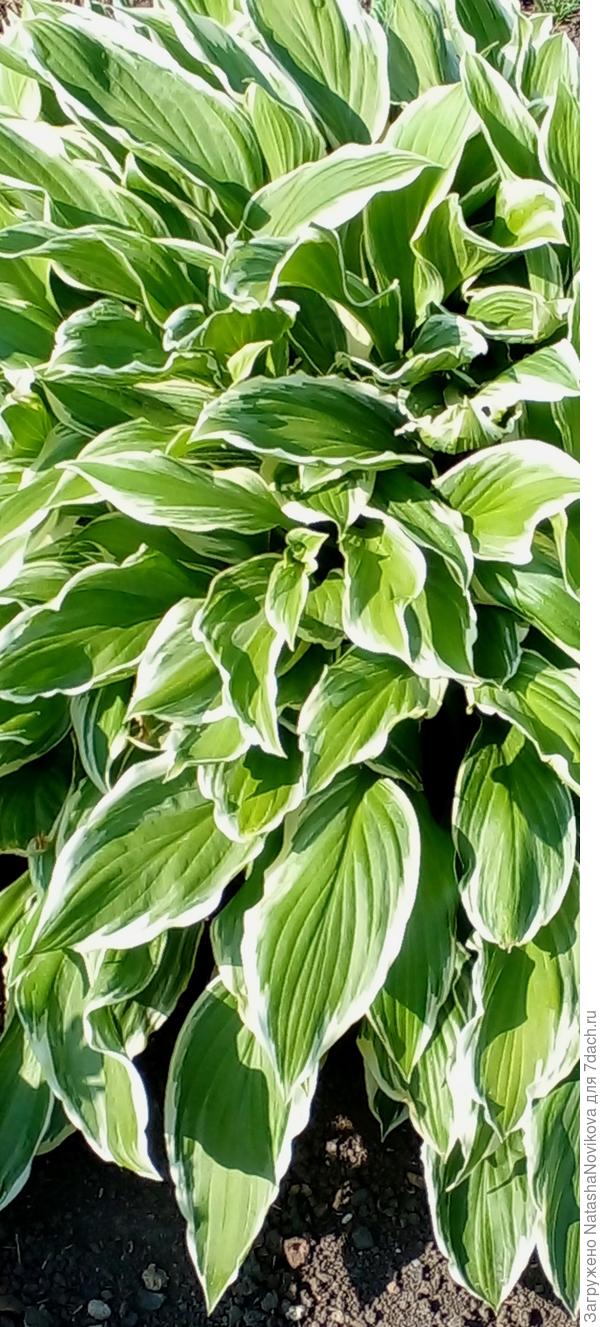 листья очень красивые, почти рифленные