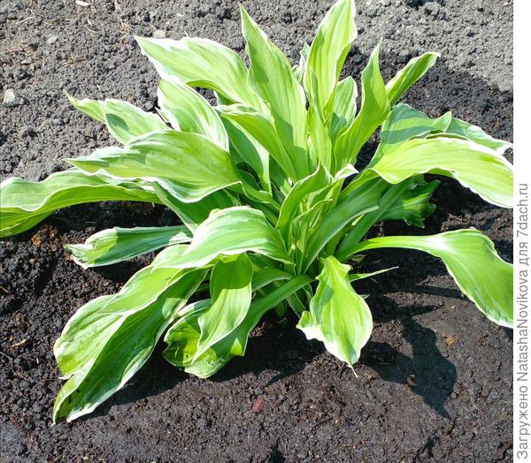 этот отросточек отрывала в мае прошлого года, хорошо тронулся в рост