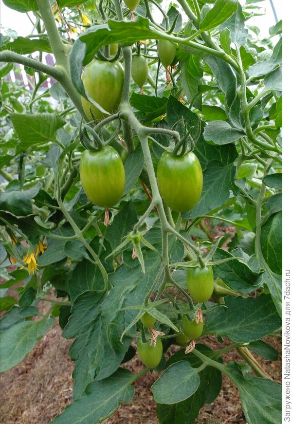 ещё только вяжутся