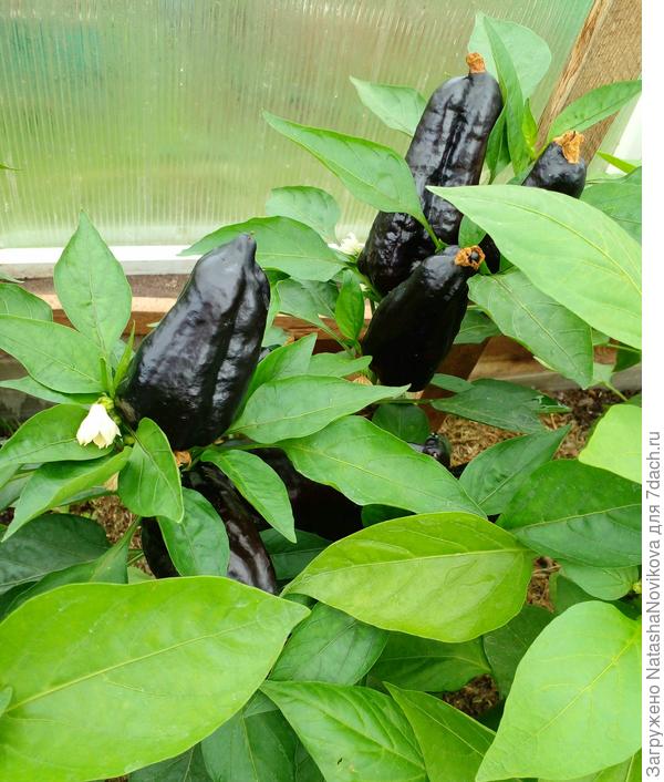 &quot;чёрный бриллиант&quot; блестит:)