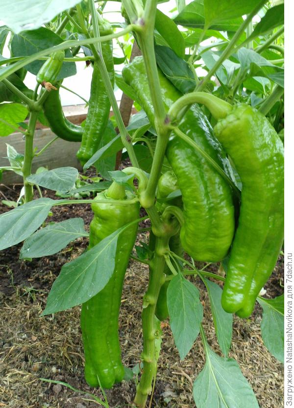 один вверх растёт