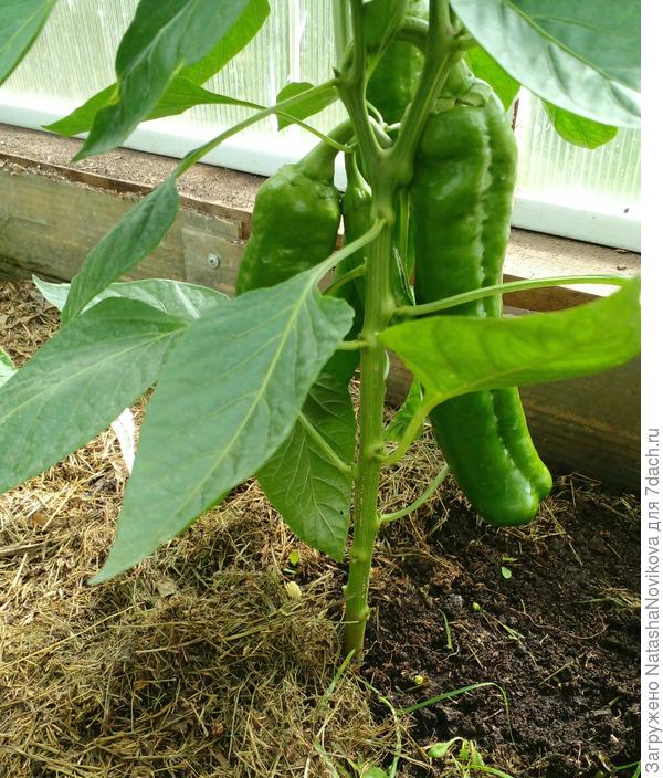 палермо в третьем поколении