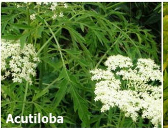 Бузина канадская, листочки совсем другие