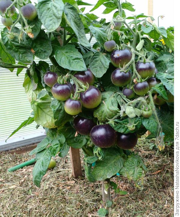 и эта &quot;черничка&quot; пока не спеет:)