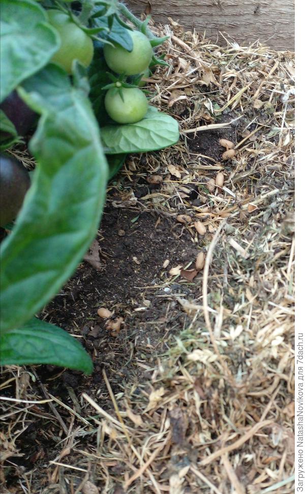 под помидорами развели себе гнездо
