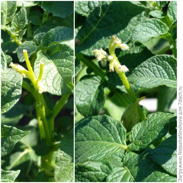 срезанный цвет