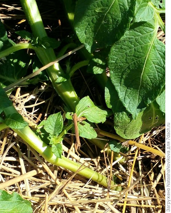 а стебли уже разваливаются