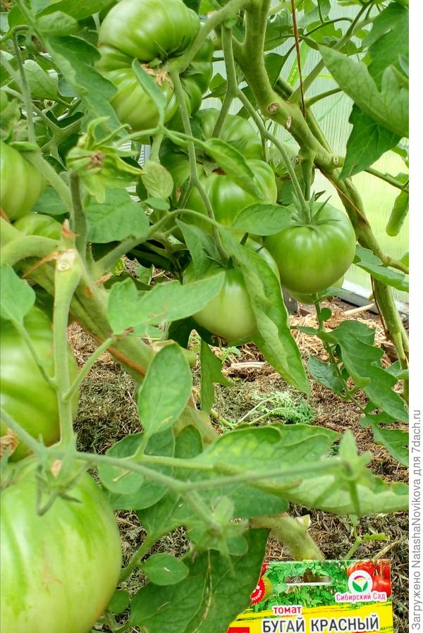 пока чисто т.т.т. через левое плечо