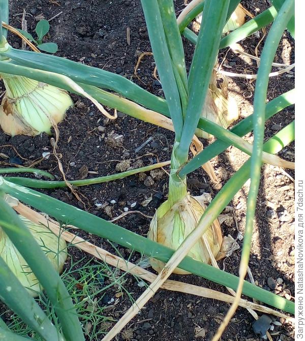 но корневая шейка ещё толстая.