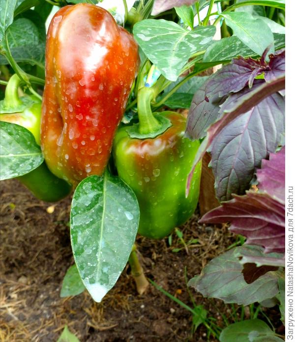 крупненькие сняла