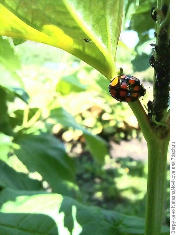 и на божью коровку могут стаей нападать