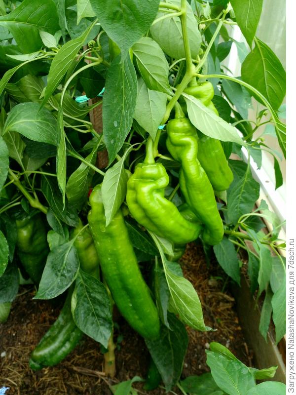 их не реально много на кустиках:)