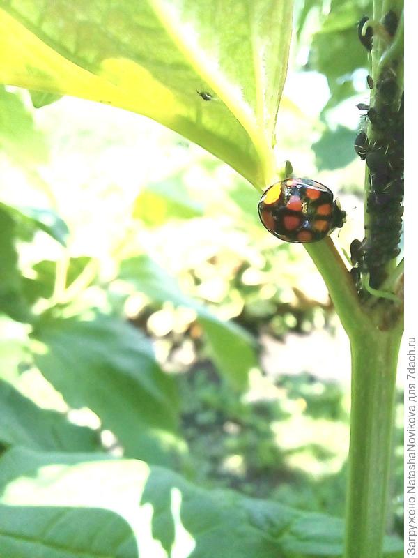 защитница/помощница